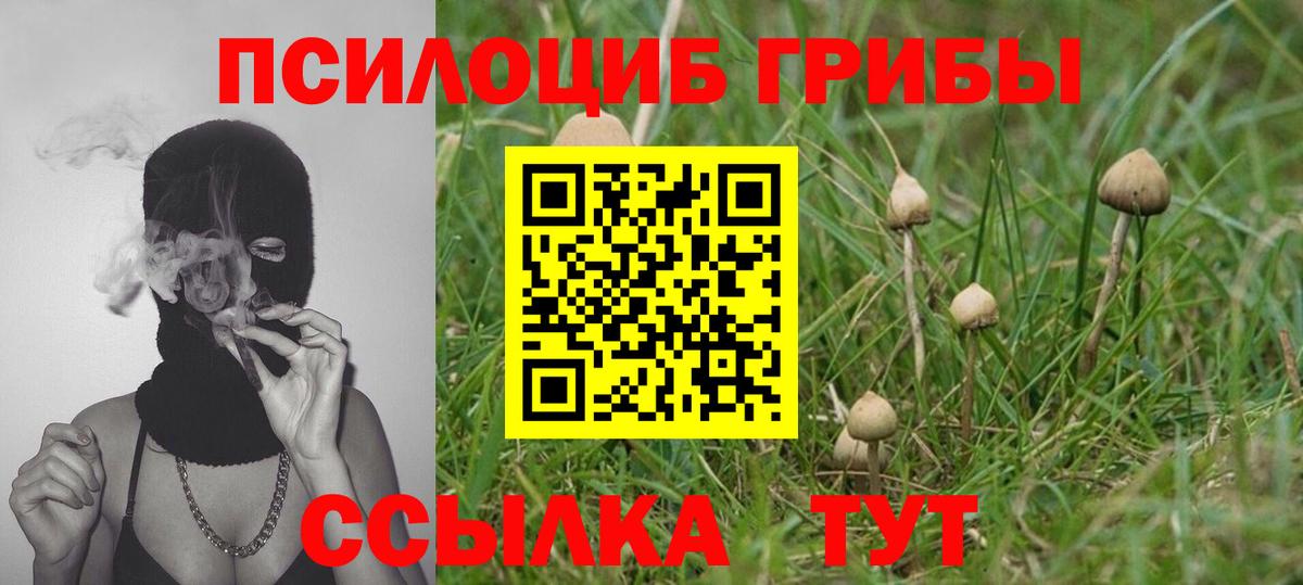 Галлюциногенные грибы Psilocybe Кстово